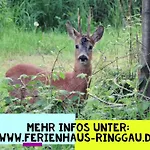 Апартаменты Haus Ringgau - Urlaub, Gemeinschaft Und Erlebnis Im Herzen Von Deutschland